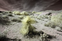 INFRARED_ANZA_BORREGO_OCT_27_2019_695-54_FINAL_08S