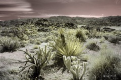 INFRARED_ANZA_BORREGO_OCT_27_2019_695-68_FINAL_08S