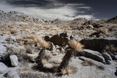 INFRARED_ANZA_BORREGO_NOV_10_2019_695-38_FINAL_06
