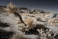 INFRARED_ANZA_BORREGO_NOV_10_2019_695-77_FINAL_06