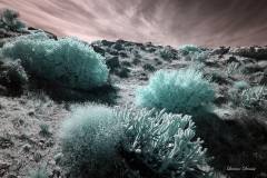 INFRARED_ANZA_BORREGO_OCT_27_2019_695-141_FINAL_03S
