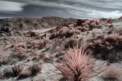 INFRARED_ANZA_BORREGO_OCT_27_2019_695-173_FINAL_10