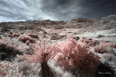 INFRARED_ANZA_BORREGO_OCT_27_2019_695-179_FINAL_10
