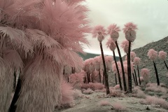 INFRARED_ANZA_BORREGO_MAY26_2019_695-91_FINAL_10