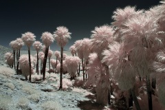 INFRARED_ANZA_BORREGO_MAY27_2019_695-103_FINAL_10