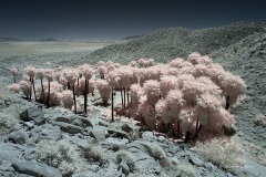 INFRARED_ANZA_BORREGO_MAY27_2019_695-110_FINAL_10