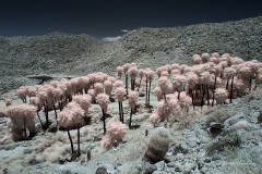 INFRARED_ANZA_BORREGO_MAY27_2019_695-119_FINAL_10