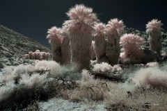 INFRARED_ANZA_BORREGO_MAY27_2019_695-273_FINAL_10