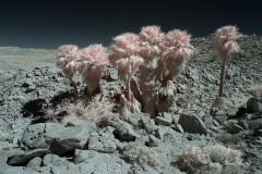 INFRARED_ANZA_BORREGO_MAY27_2019_695-303_FINAL_10