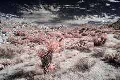 INFRARED_ANZA_BORREGO_NOV_02_2019_695-69_FINAL_10