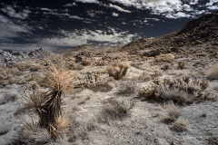INFRARED_ANZA_BORREGO_NOV_02_2019_695-71_FINAL_06