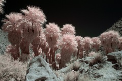 INFRARED_ANZA_BORREGO_MAY27_2019_695-228_FINAL_10