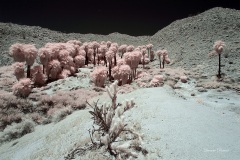 INFRARED_ANZA_BORREGO_MAY27_2019_695-69_FINAL_10