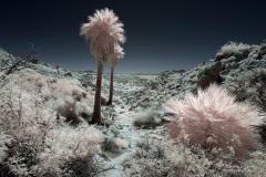 INFRARED_ANZA_BORREGO_MAY27_2019_695-9_FINAL_10