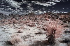 INFRARED_ANZA_BORREGO_NOV_02_2019_695-108_FINAL_10