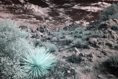INFRARED_ANZA_BORREGO_NOV_02_2019_695-112_FINAL_03S