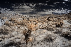 INFRARED_ANZA_BORREGO_NOV_02_2019_695-69_FINAL_06