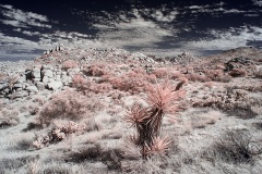 INFRARED_ANZA_BORREGO_NOV_02_2019_695-70_FINAL_10