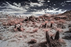 INFRARED_ANZA_BORREGO_NOV_02_2019_695-77_FINAL_10