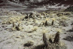 INFRARED_ANZA_BORREGO_NOV_02_2019_695-80_FINAL_08S