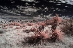 INFRARED_ANZA_BORREGO_NOV_02_2019_695-88_FINAL_10