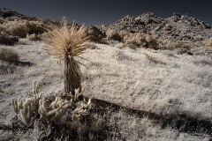 INFRARED_ANZA_BORREGO_NOV_10_2019_695-55_FINAL_06