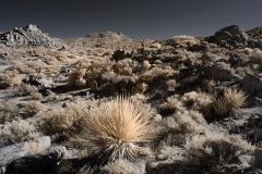 INFRARED_ANZA_BORREGO_NOV_10_2019_695-63_FINAL_06
