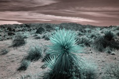 INFRARED_ANZA_BORREGO_OCT_27_2019_695-53_FINAL_03S