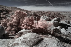 INFRARED_ANZA_BORREGO_695_DEC_01_2019-145_FINAL_10