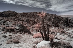 INFRARED_ANZA_BORREGO_695_DEC_01_2019-49_FINAL_10