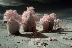 INFRARED_ANZA_BORREGO_695_MAR_03_2019-38_FINAL_10