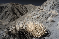 INFRARED_ANZA_BORREGO_695_NOV_24_2019-20_FINAL_06