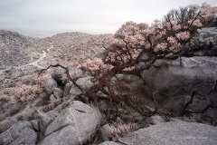 INFRARED_ANZA_BORREGO_DEC_21_2019_695-26_FINAL_10