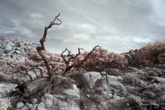 INFRARED_ANZA_BORREGO_DEC_21_2019_695-46_FINAL_10