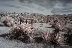 INFRARED_ANZA_BORREGO_DEC_21_2019_695-74_FINAL_10