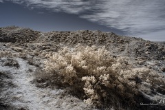 INFRARED_ANZA_BORREGO_695_DEC_01_2019-74_FINAL_06