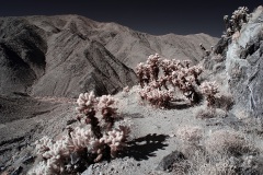 INFRARED_ANZA_BORREGO_695_NOV_24_2019-37_FINAL_10