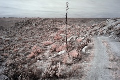 INFRARED_ANZA_BORREGO_DEC_21_2019_695-13_FINAL_10