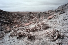 INFRARED_ANZA_BORREGO_DEC_21_2019_695-2_FINAL_10