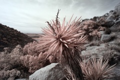 INFRARED_ANZA_BORREGO_DEC_21_2019_695-36_FINAL_10