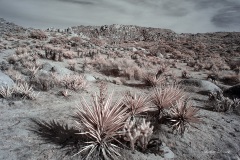 INFRARED_ANZA_BORREGO_DEC_21_2019_695-70_FINAL_10