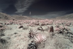 INFRARED_ANZA_BORREGO_MAY04_2019_695-5_FINAL_10