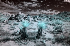 INFRARED_ANZA_BORREGO_NOV_02_2019_695-81_FINAL_03S