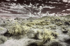 Album: Anza Borrego Dreams