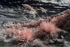 INFRARED_ANZA_BORREGO_NOV_02_2019_695-104_FINAL_10