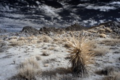 INFRARED_ANZA_BORREGO_NOV_02_2019_695-107_FINAL_06