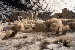 INFRARED_ANZA_BORREGO_NOV_02_2019_695-208_FINAL_06