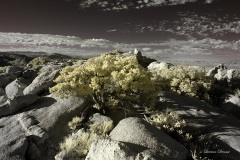 INFRARED_ANZA_BORREGO_NOV_02_2019_695-313_FINAL_08S