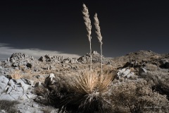 INFRARED_ANZA_BORREGO_NOV_10_2019_695-60_FINAL_06