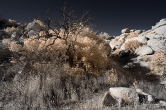 INFRARED_ANZA_BORREGO_NOV_10_2019_695-96_FINAL_06